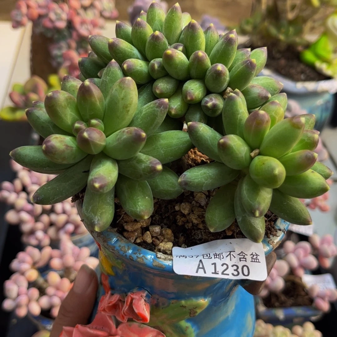 230/10cm香蕉树缀多肉植物