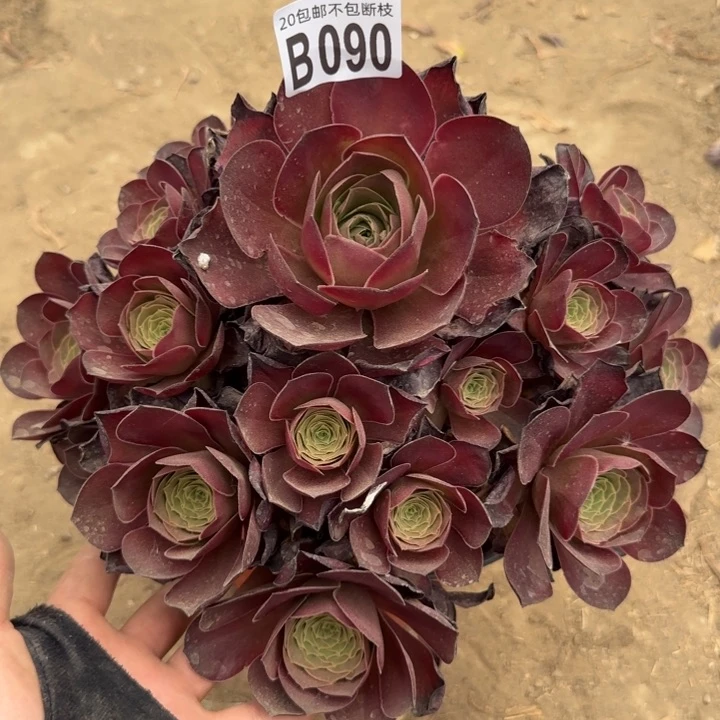 魅金……多肉植物……