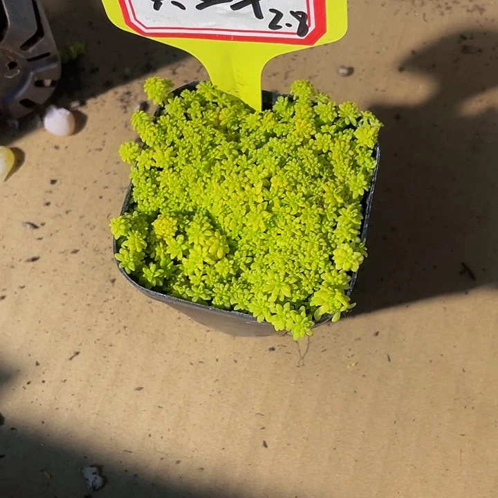 黄金草2.5带盆土发