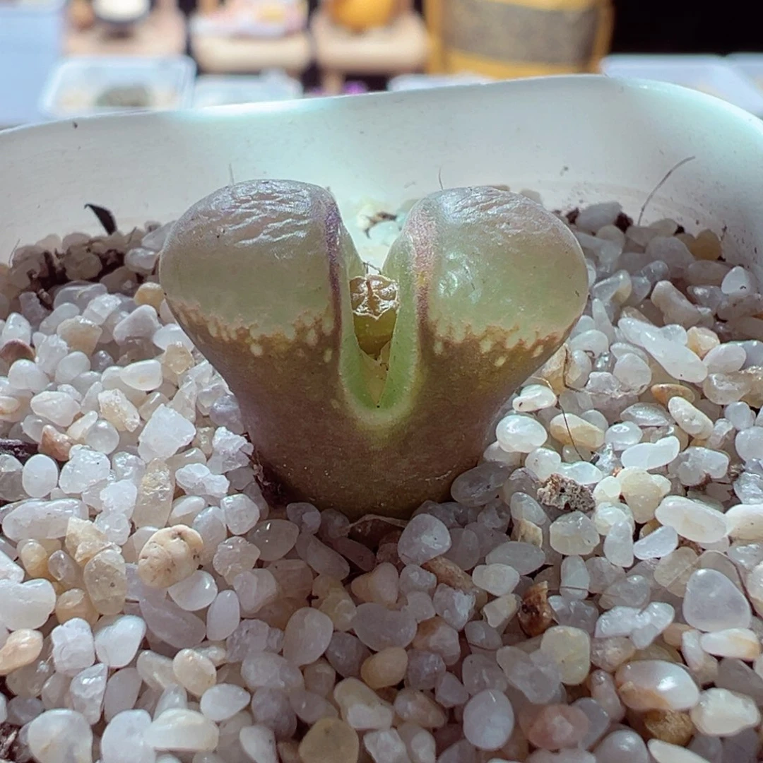 1228-150多肉多肉