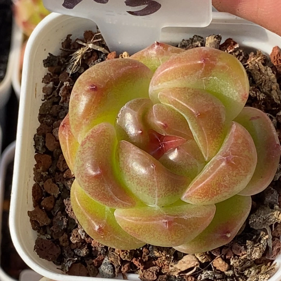 天官赐福百无禁忌