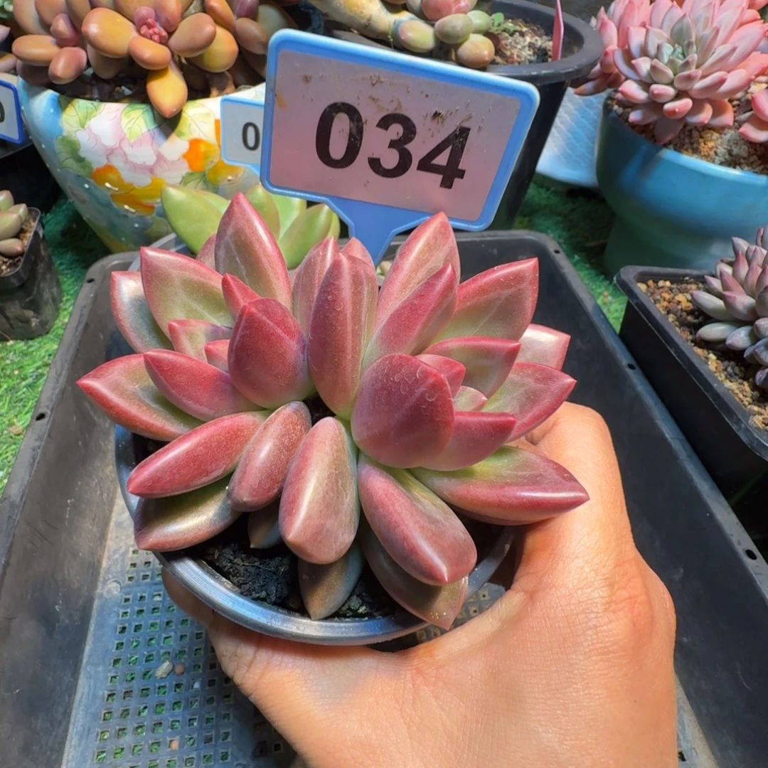 多肉植物迷雾泡泡034