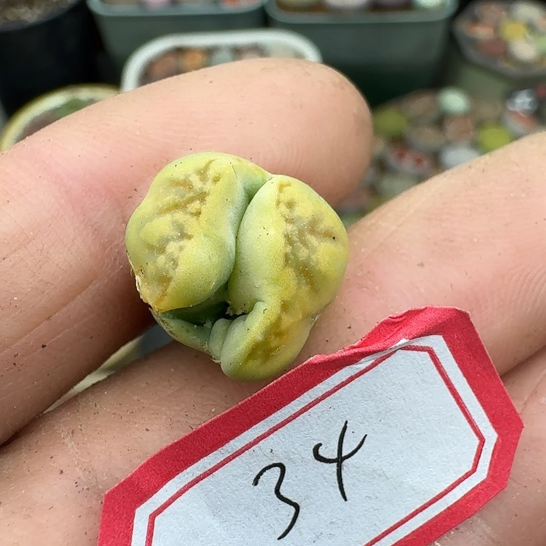 小***宝34多肉哈哈哈哈哈哈哈