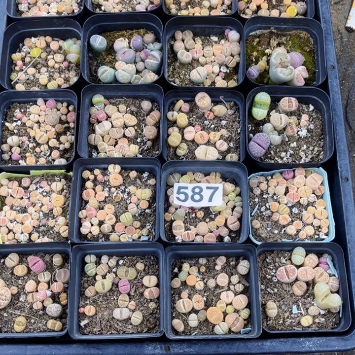 587 生石花一物一图如图带盆