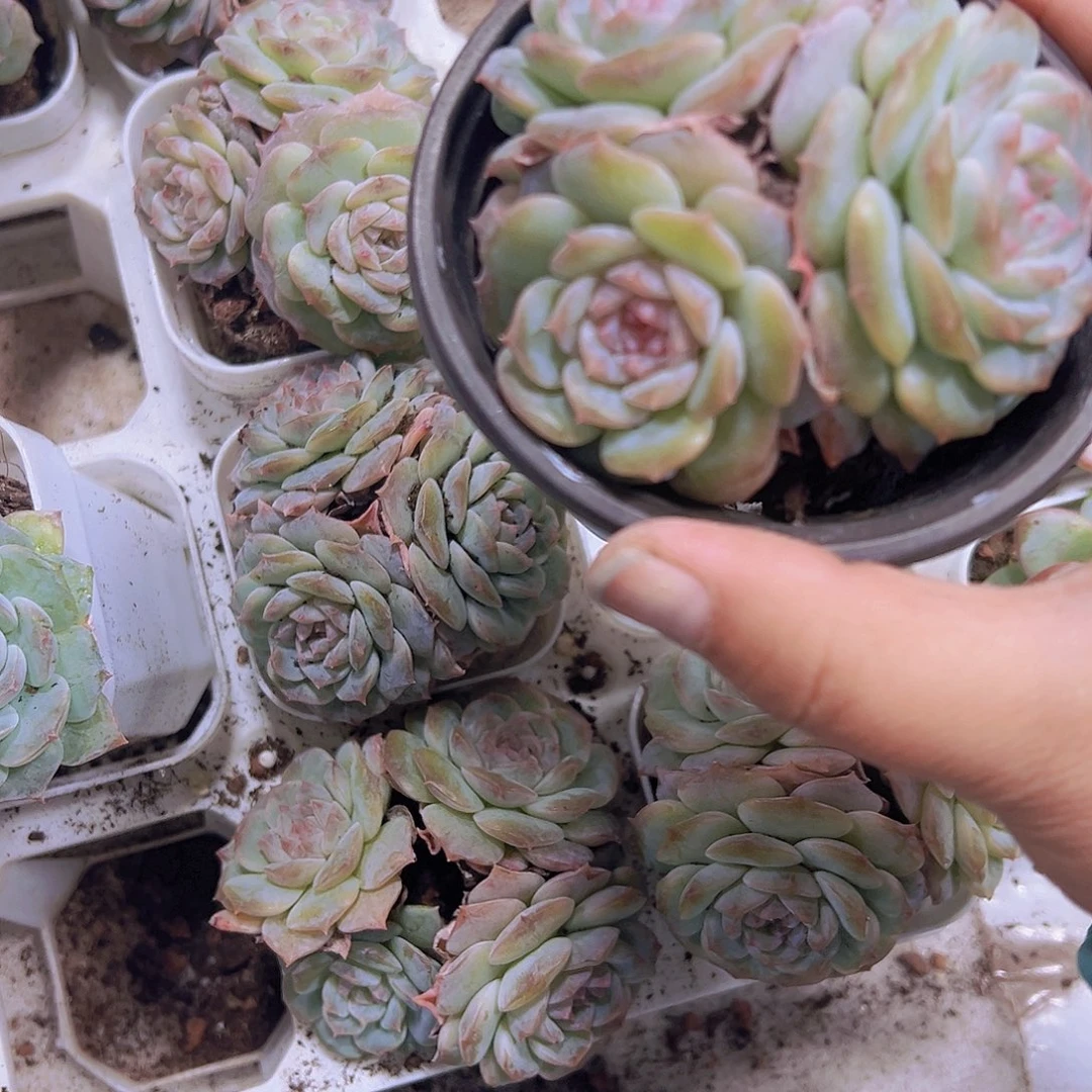 粉恋大群19包邮多肉植物