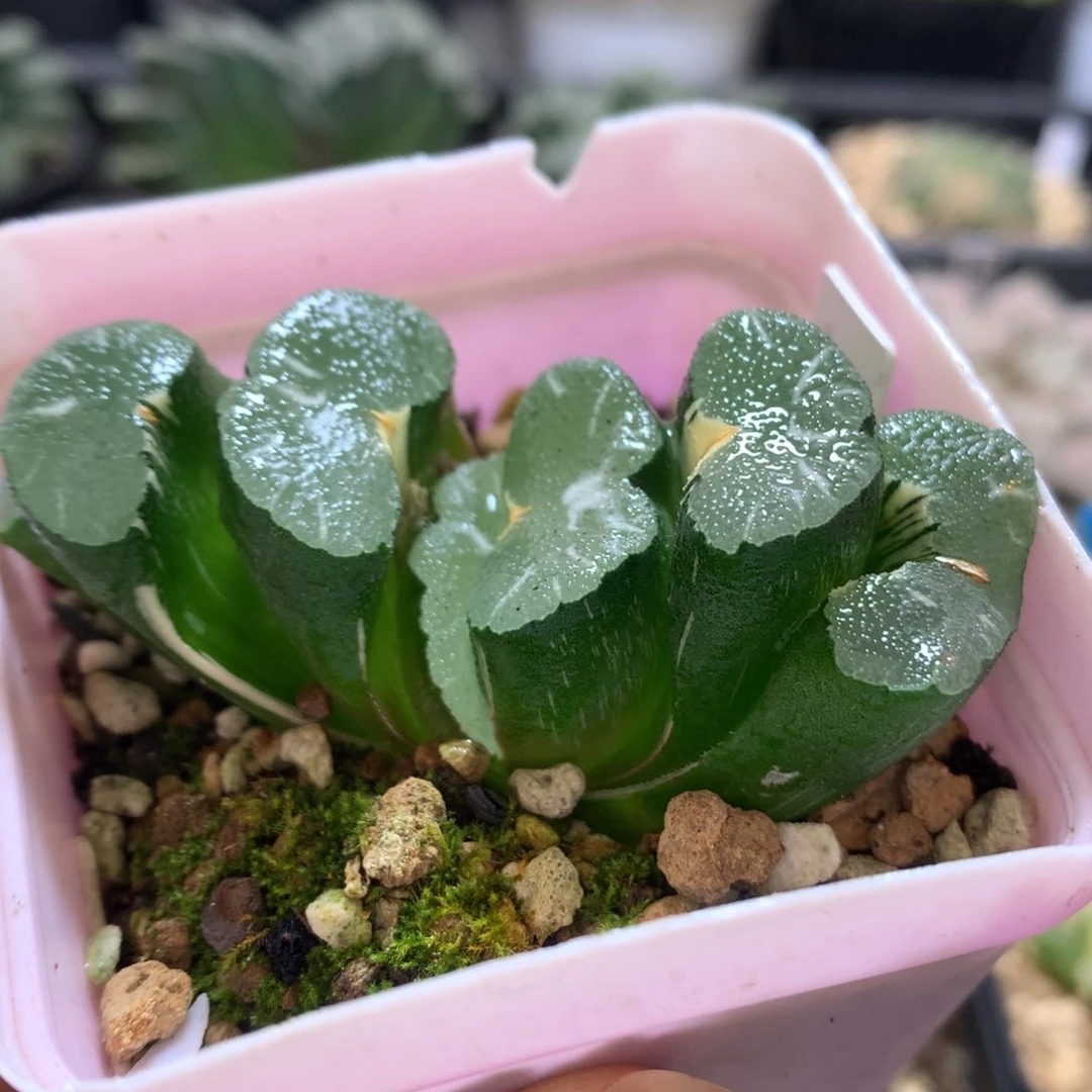 大绳玉扇锦，带盆发货