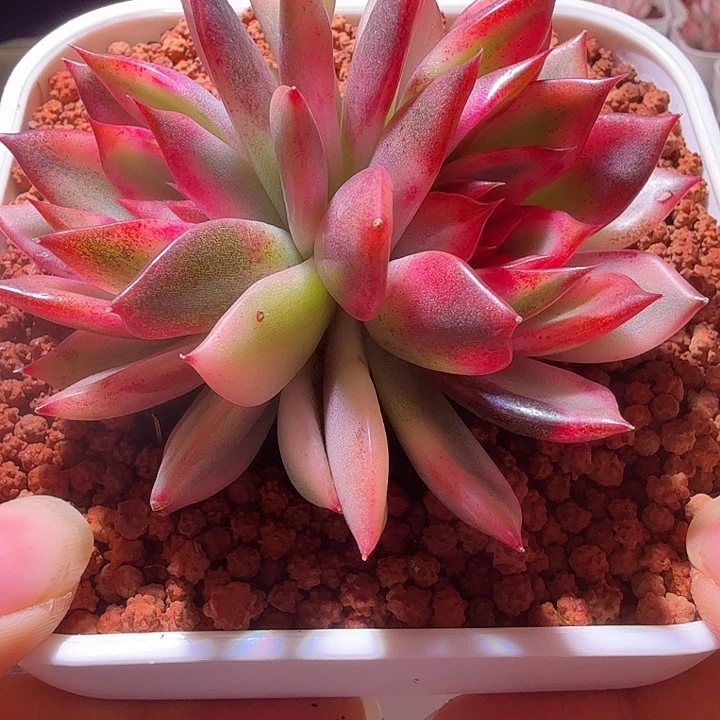 火焰山锦多肉植物