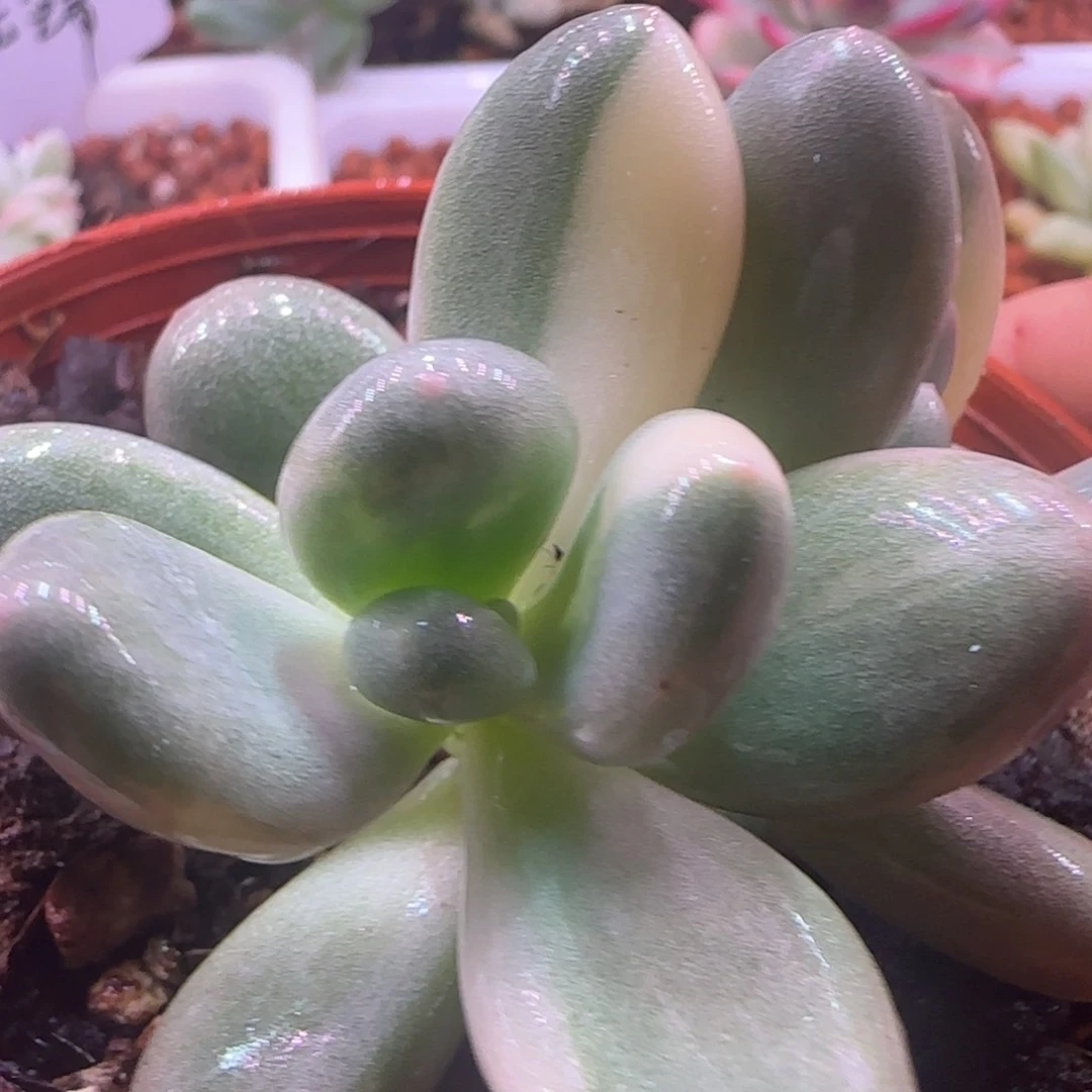 奶酪锦 哇啦塞 哇啦塞