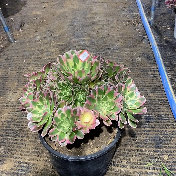 27，白凤14667889999999