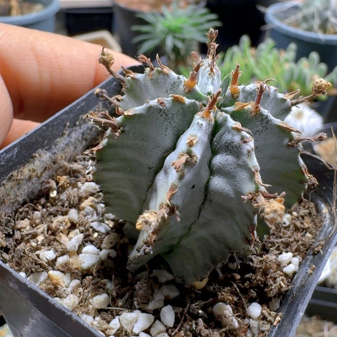 198白衣魁伟玉带盆发货