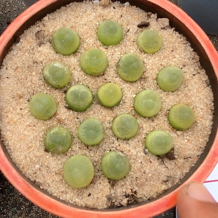 13586精品拉登一颗