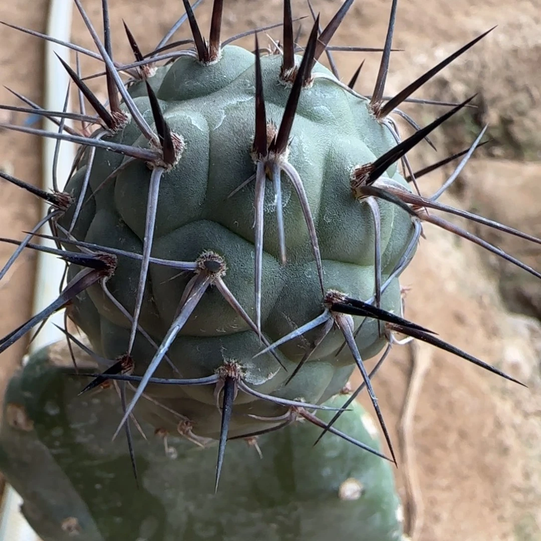 【闪购商品】无花朵原地特黑特粗墨麒麟苗苗700植物