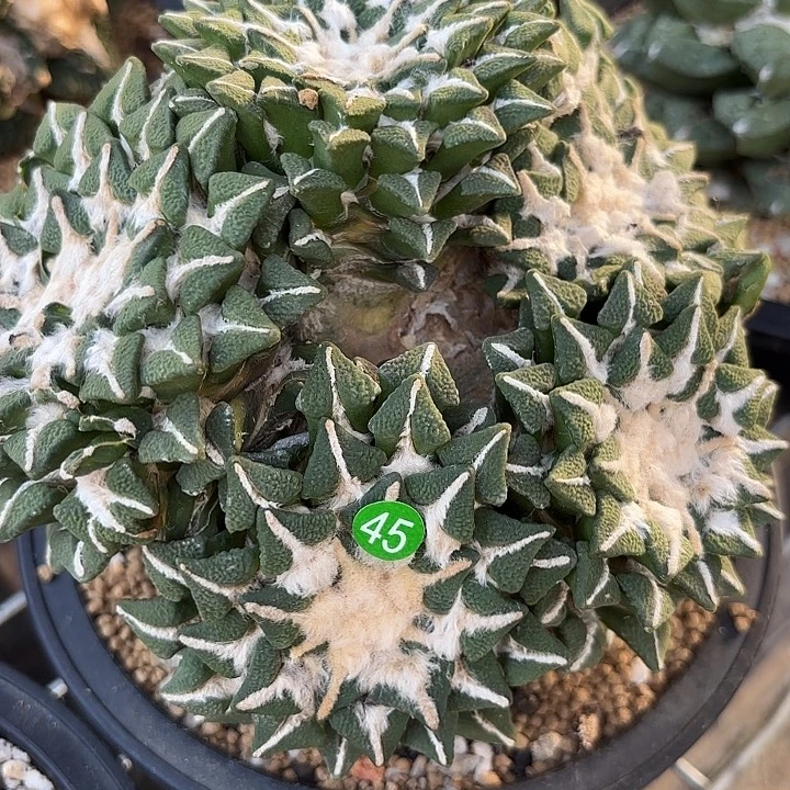 小***艿袖蒲苗接落地仙人球45