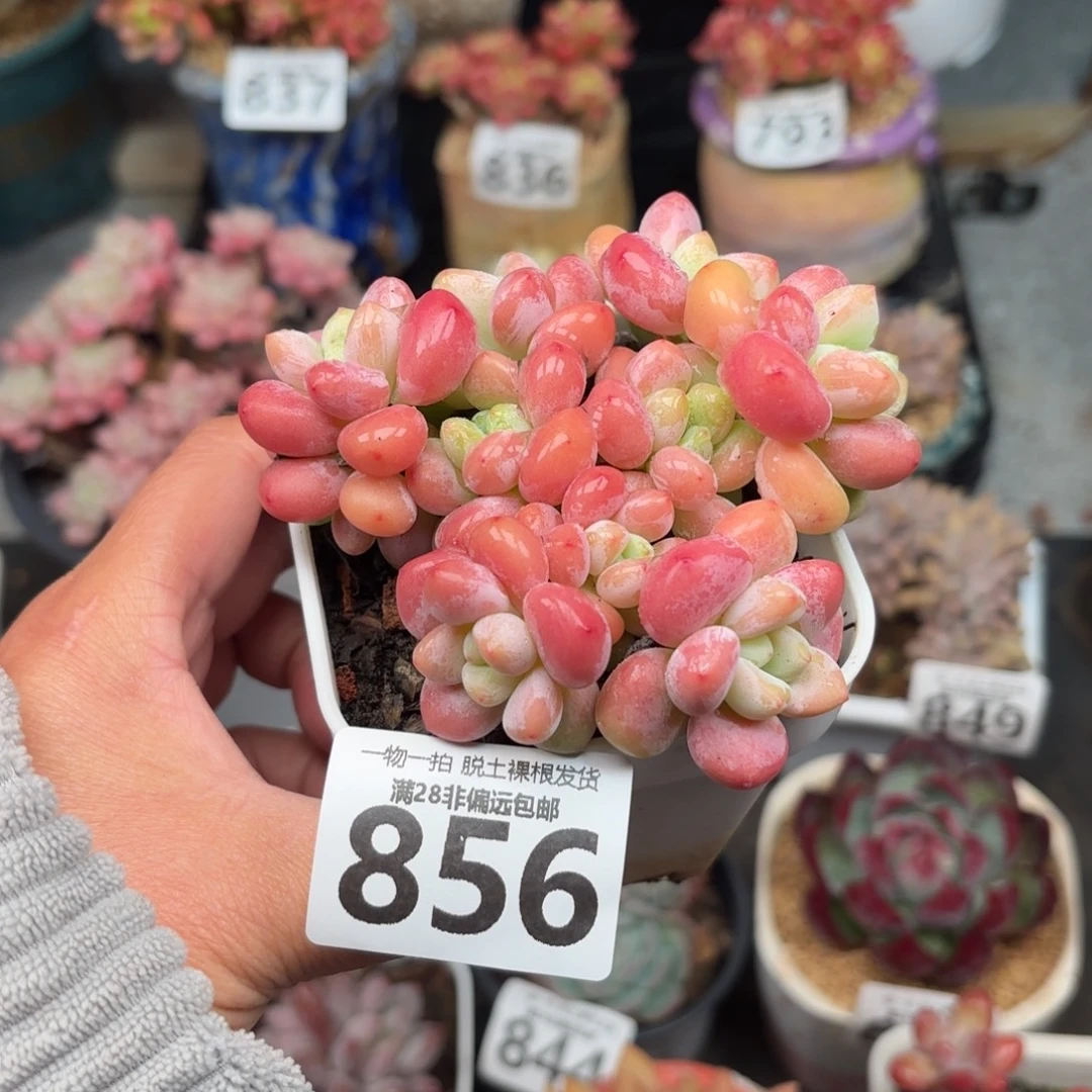 红洛神无盆土发货
