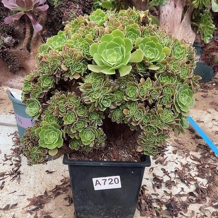 A720玫瑰缀化脱土包邮45-1