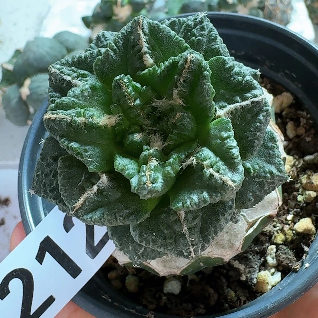 【闪购商品】无花朵用****0辛顿212