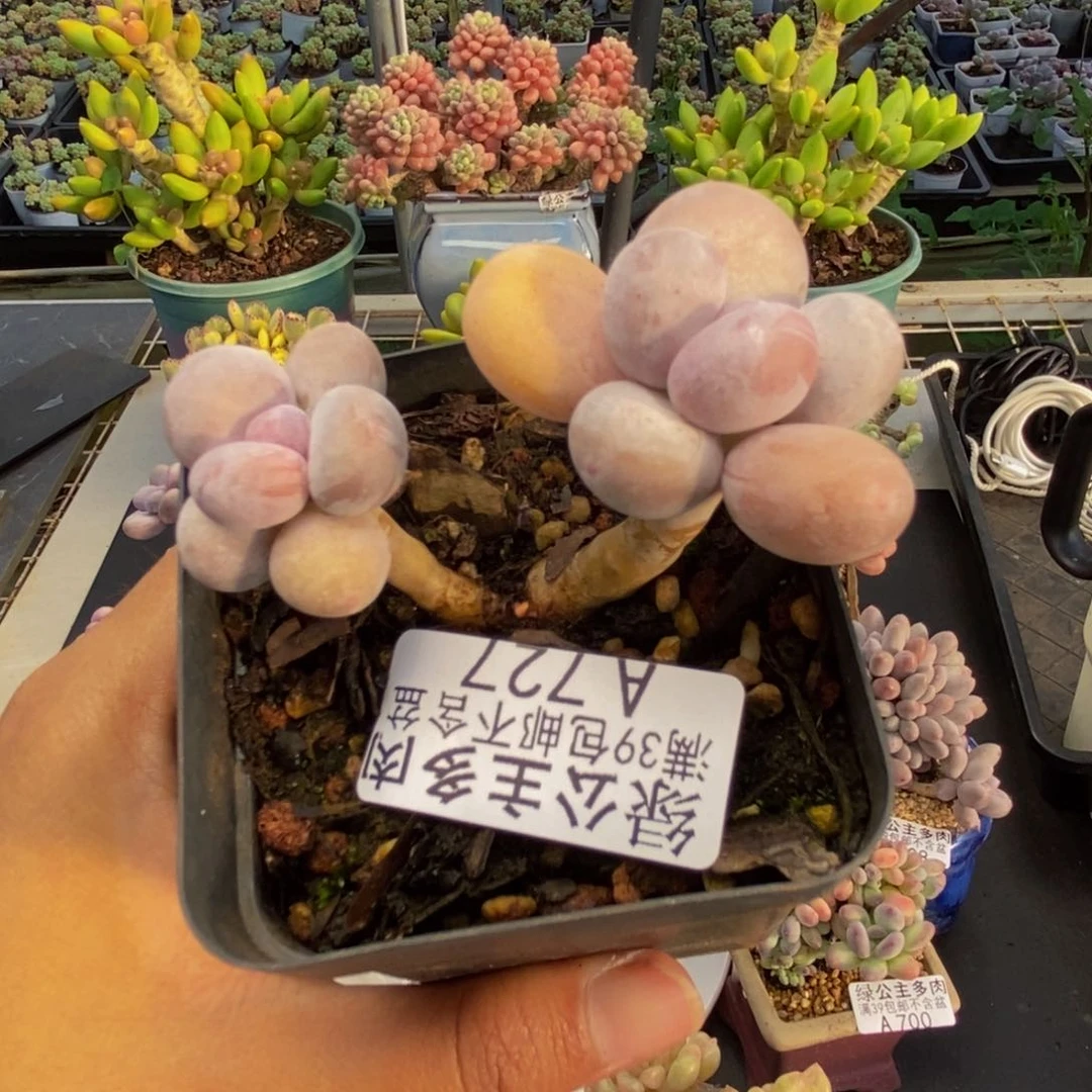 727蛋黄奶多肉6c m