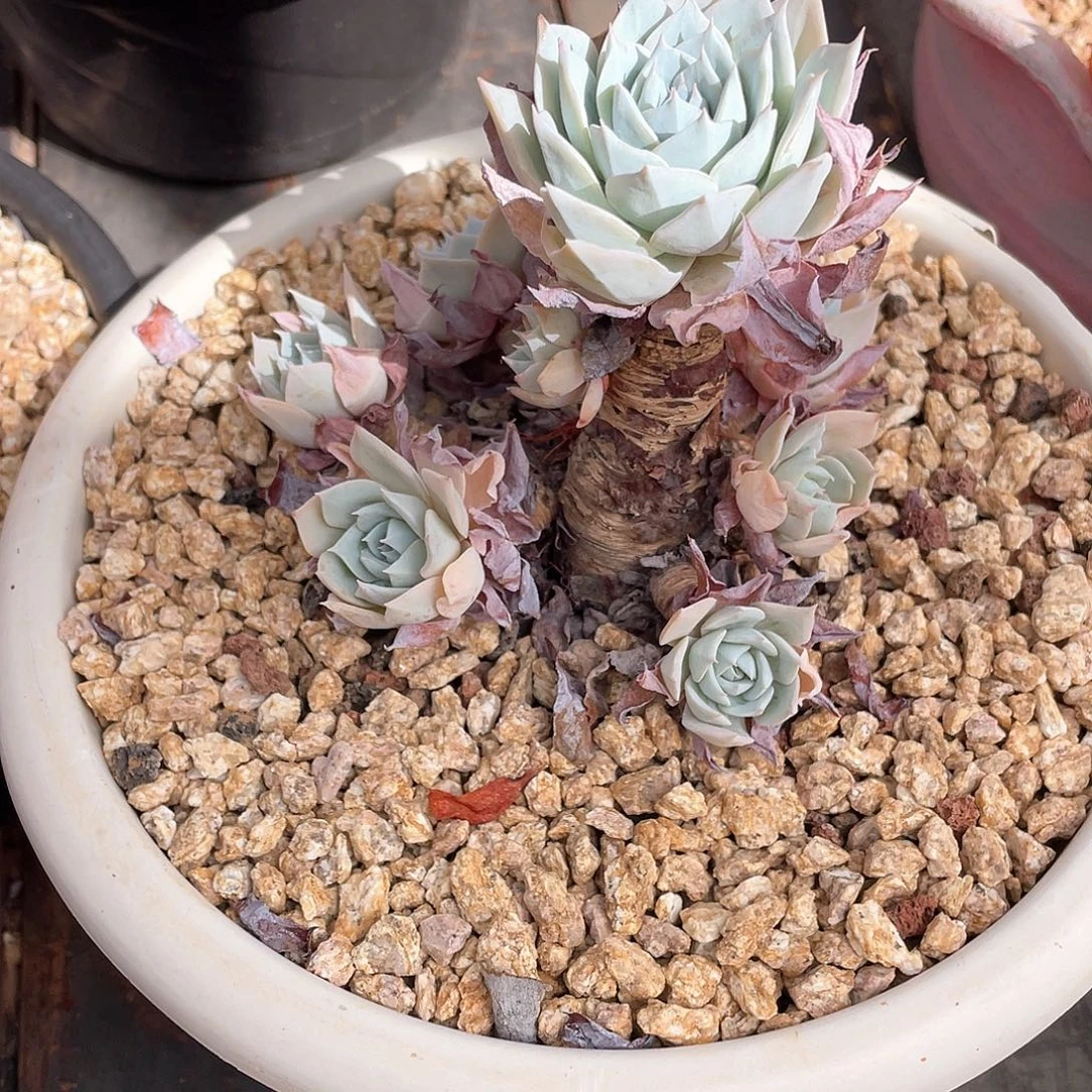 多肉植物一物一拍