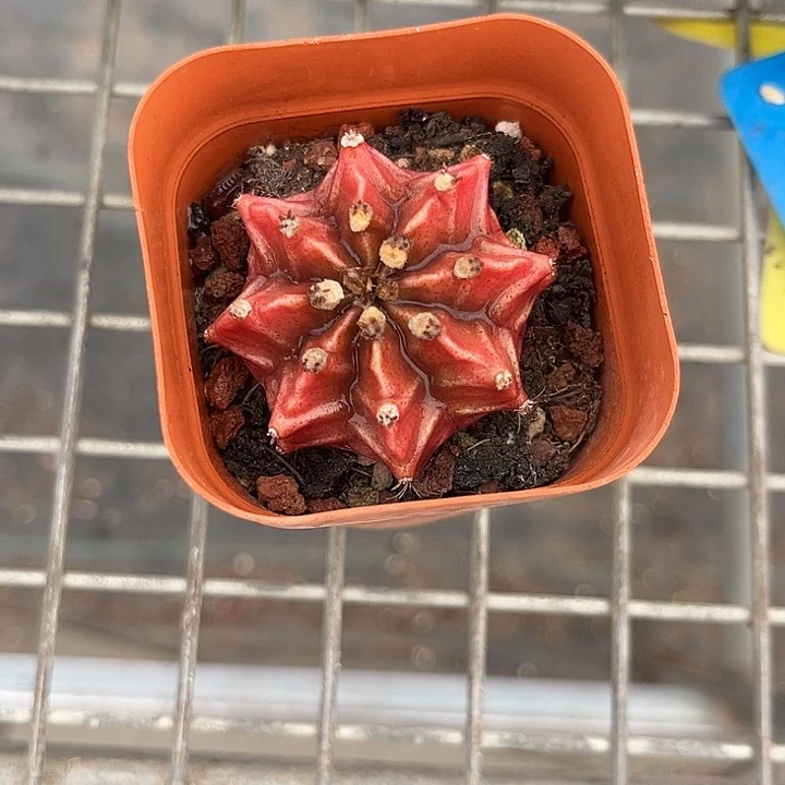 我也不知道我为什么要