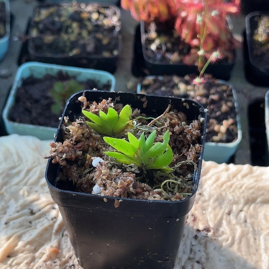 完全开放扇叶文心兰