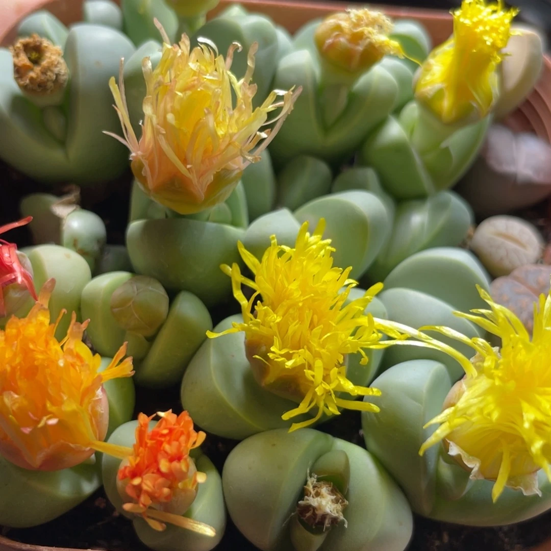 大盆特价一物一拍～8