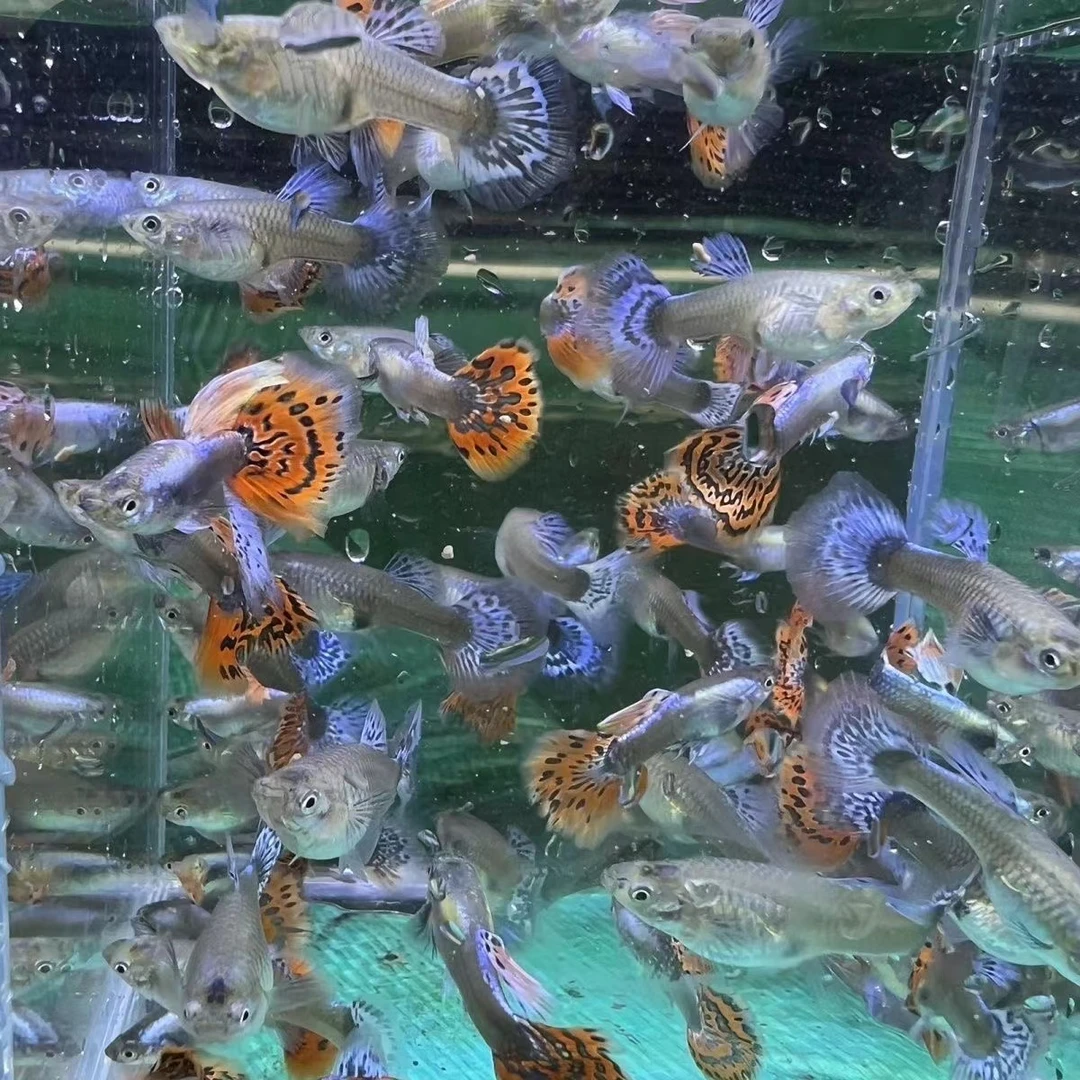 大耳朵马赛克孔雀鱼【开箱视频报损，直接拆袋视为鱼没问题】