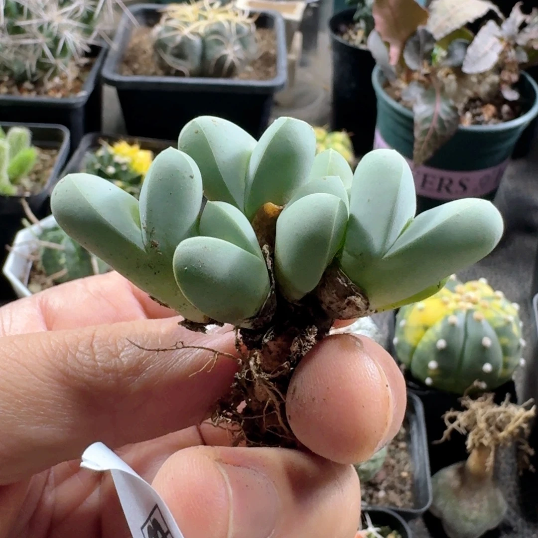 834春琴玉脱土发货