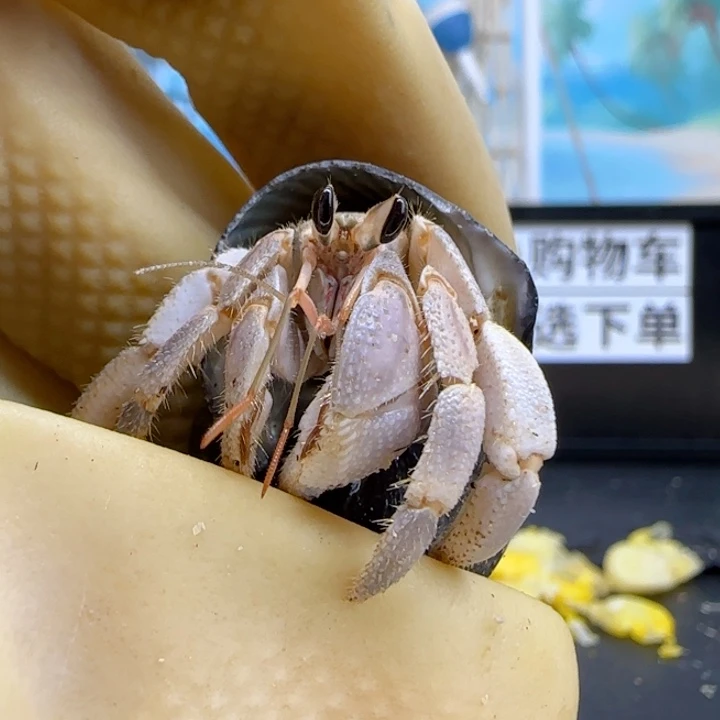 A38紫灰色 西沙1.4cm口径