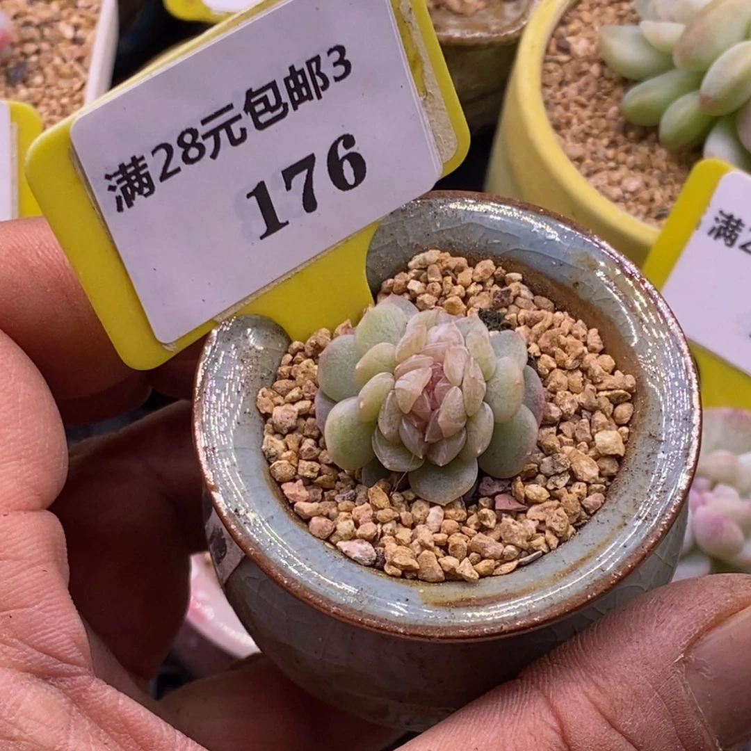 3176糖心优选缀化多肉