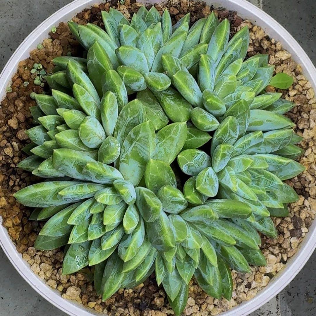水晶萝莉 6头 一物一拍