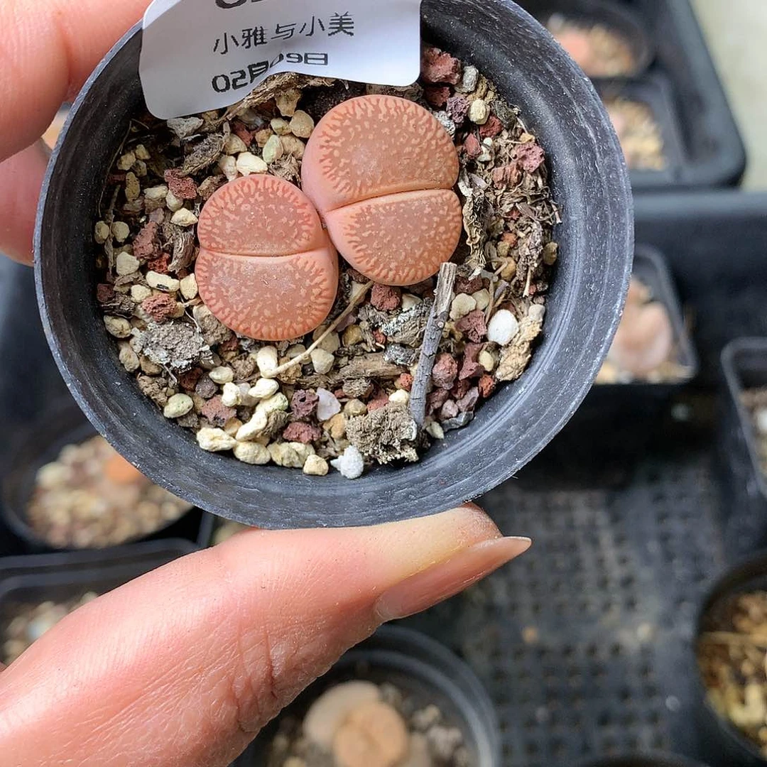 G21多肉植物保护