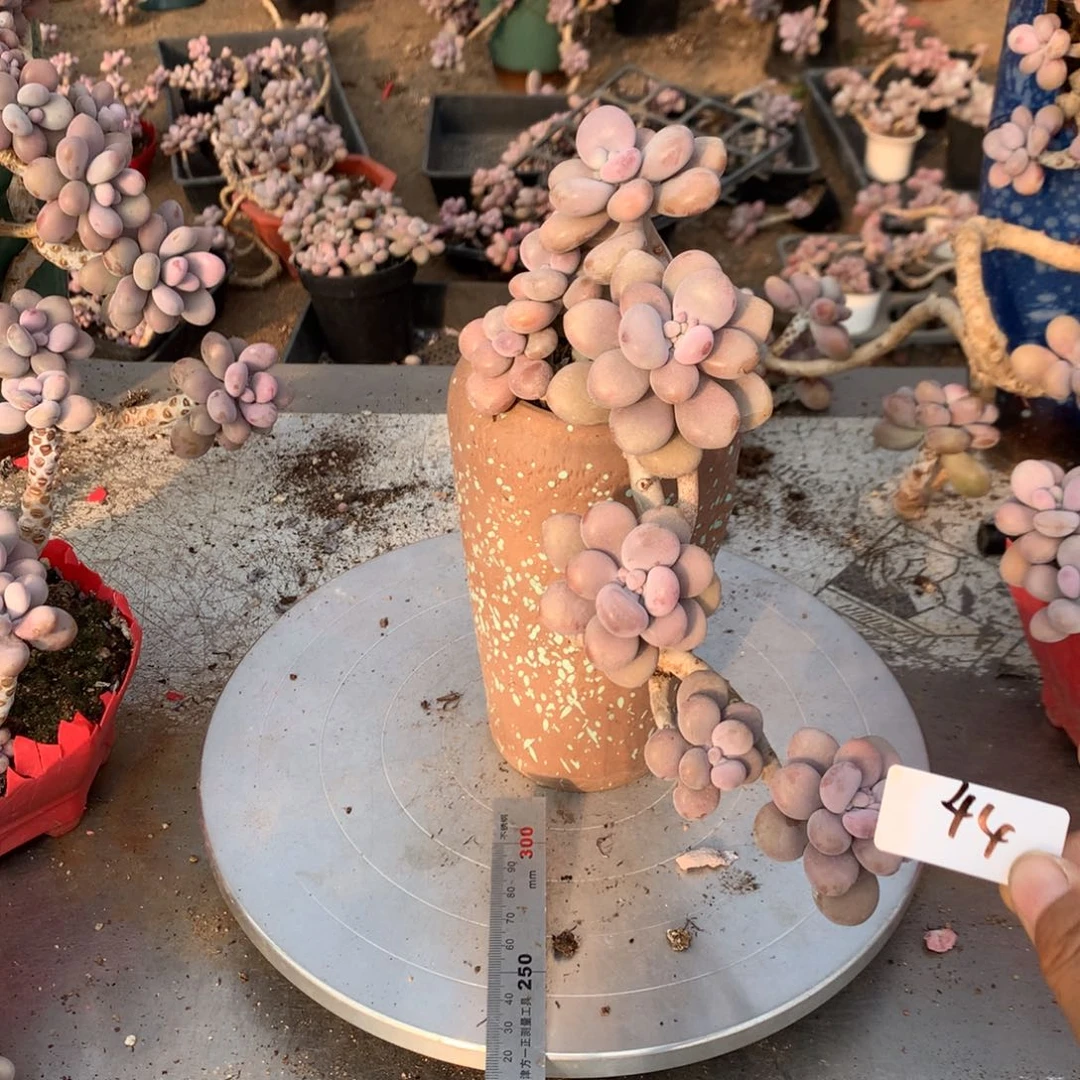 桃蛋老桩不带盆44号