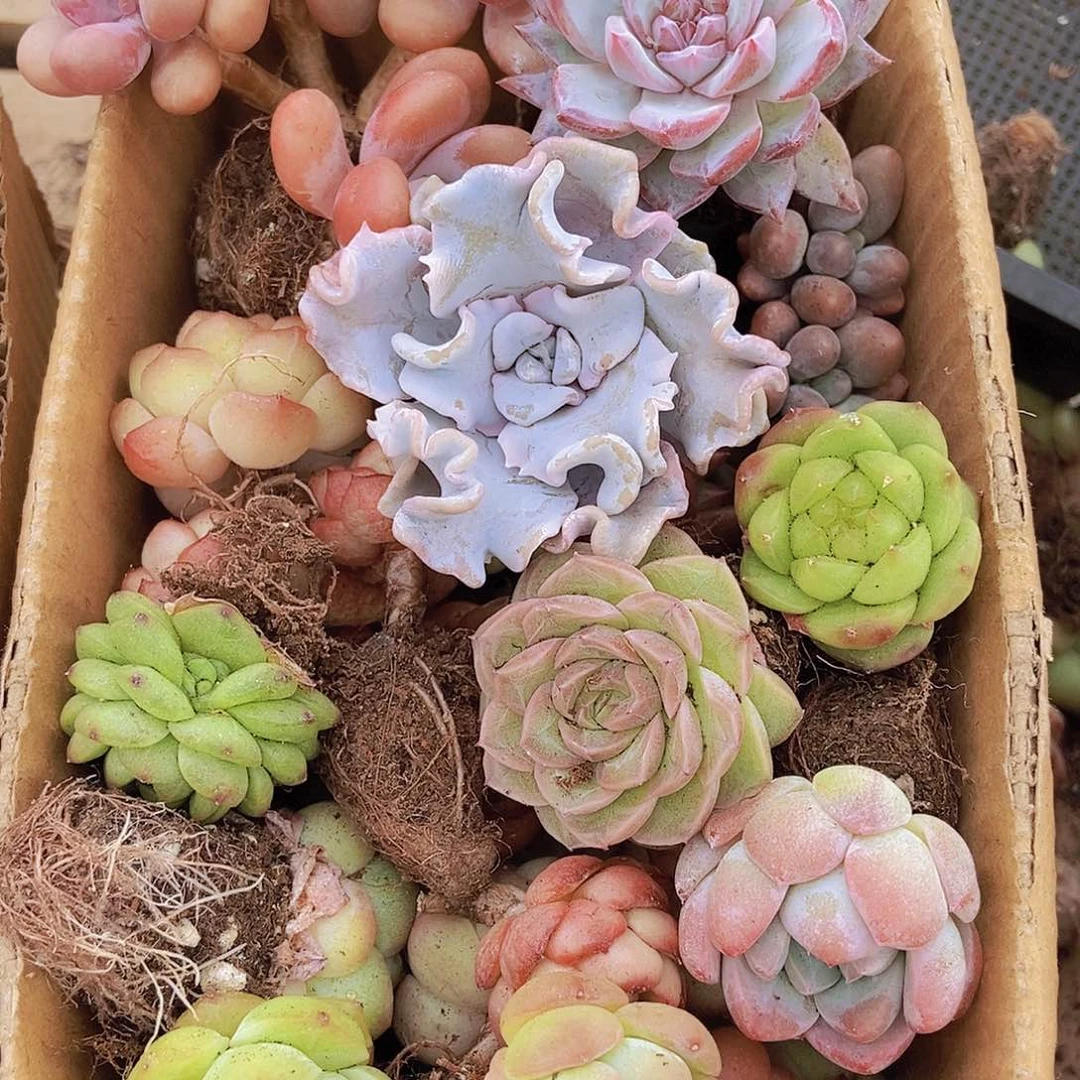 0000000000001量拍保底20颗