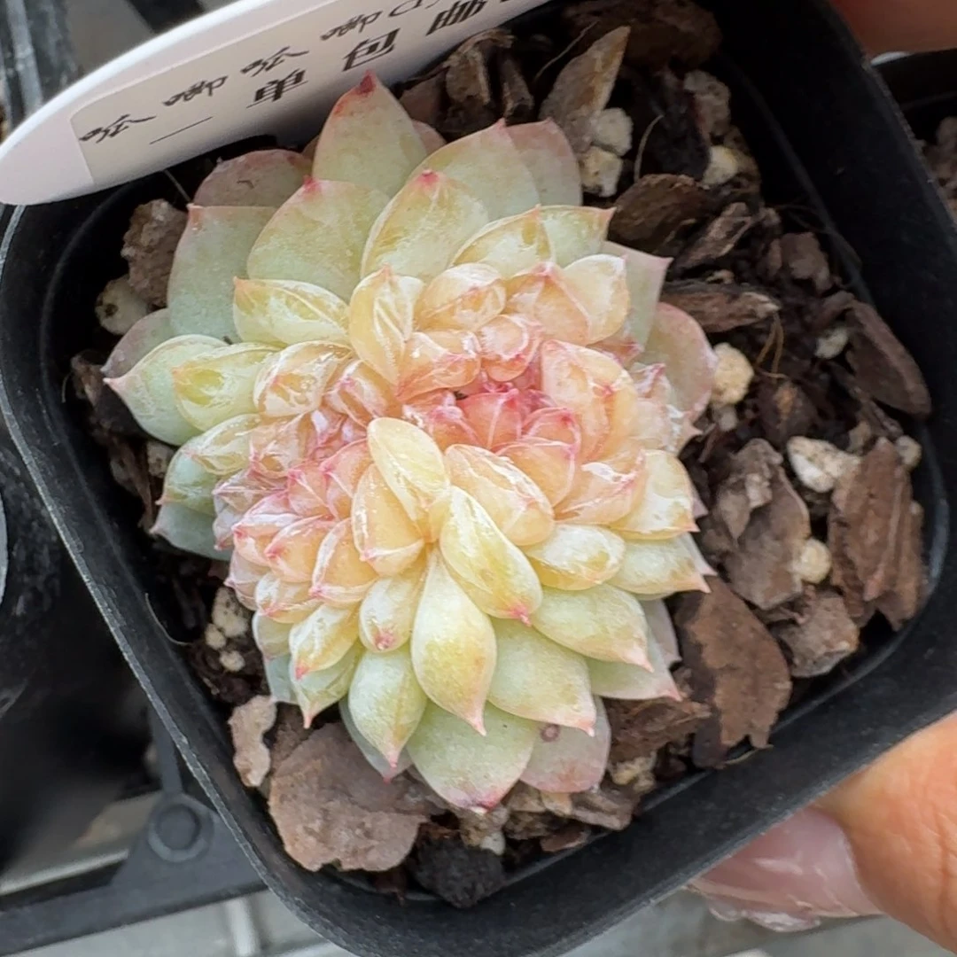 红陶0223-055-缀化一颗