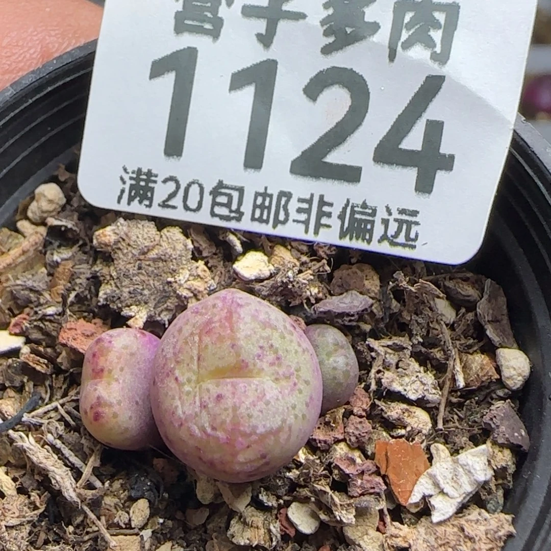 带盆土。