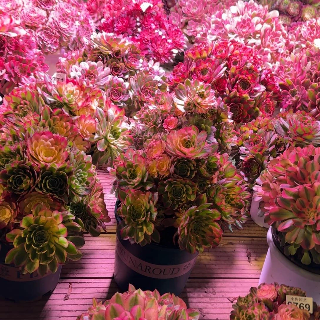 @**生多肉植物法师10级福利