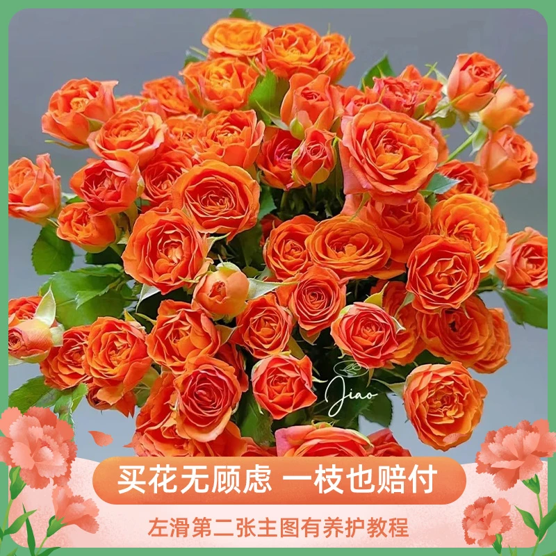 【橙色芭比】多头玫瑰云南鲜花批发基地直发泡泡切花云南直发鲜花