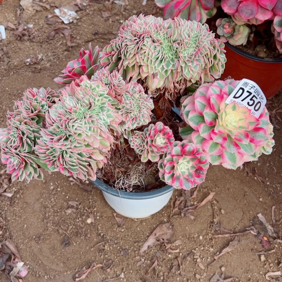 750倾城缀化雨子多肉植物