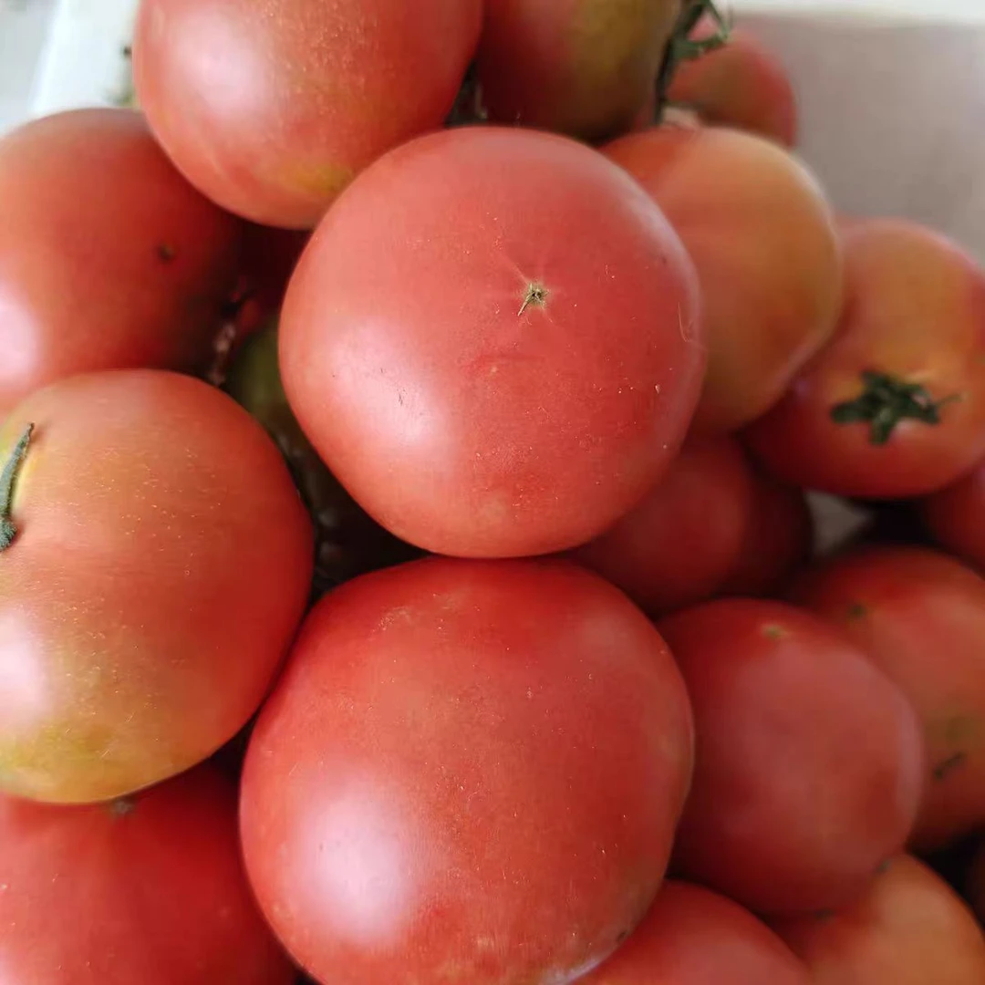 湖南老品种沙瓤西红柿新鲜采摘酸甜多汁可生吃炒菜包邮到家