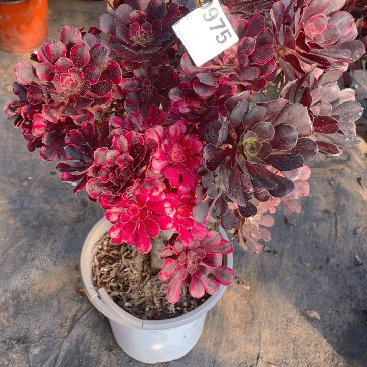 婴**筑多肉丽纳法师975