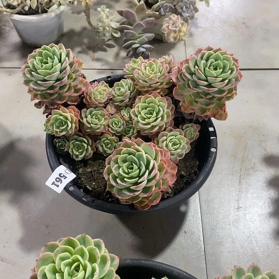 葉**…561哈密瓜多肉植物