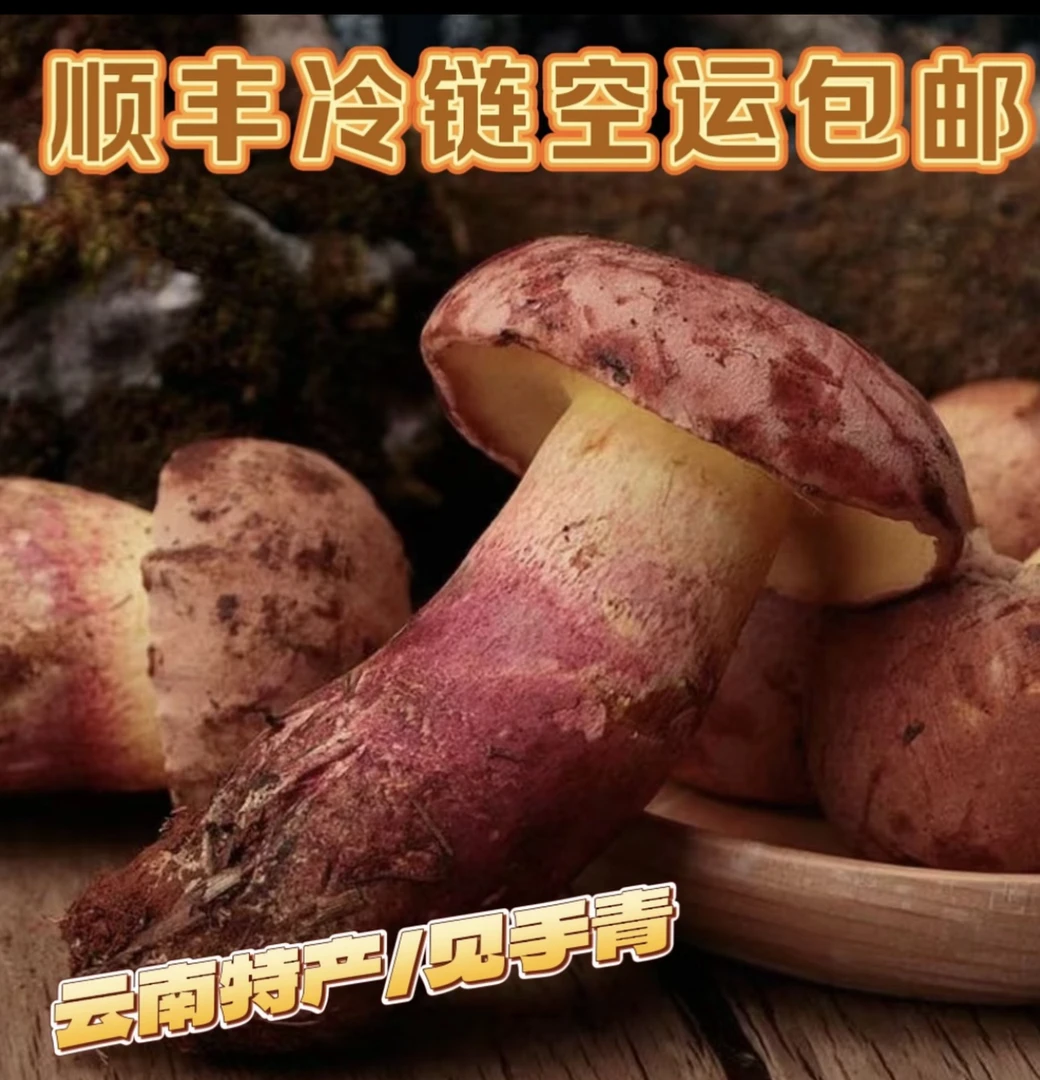云南特产新鲜红葱牛肝菌香味浓郁500g-1000g顺丰空运冷链包邮