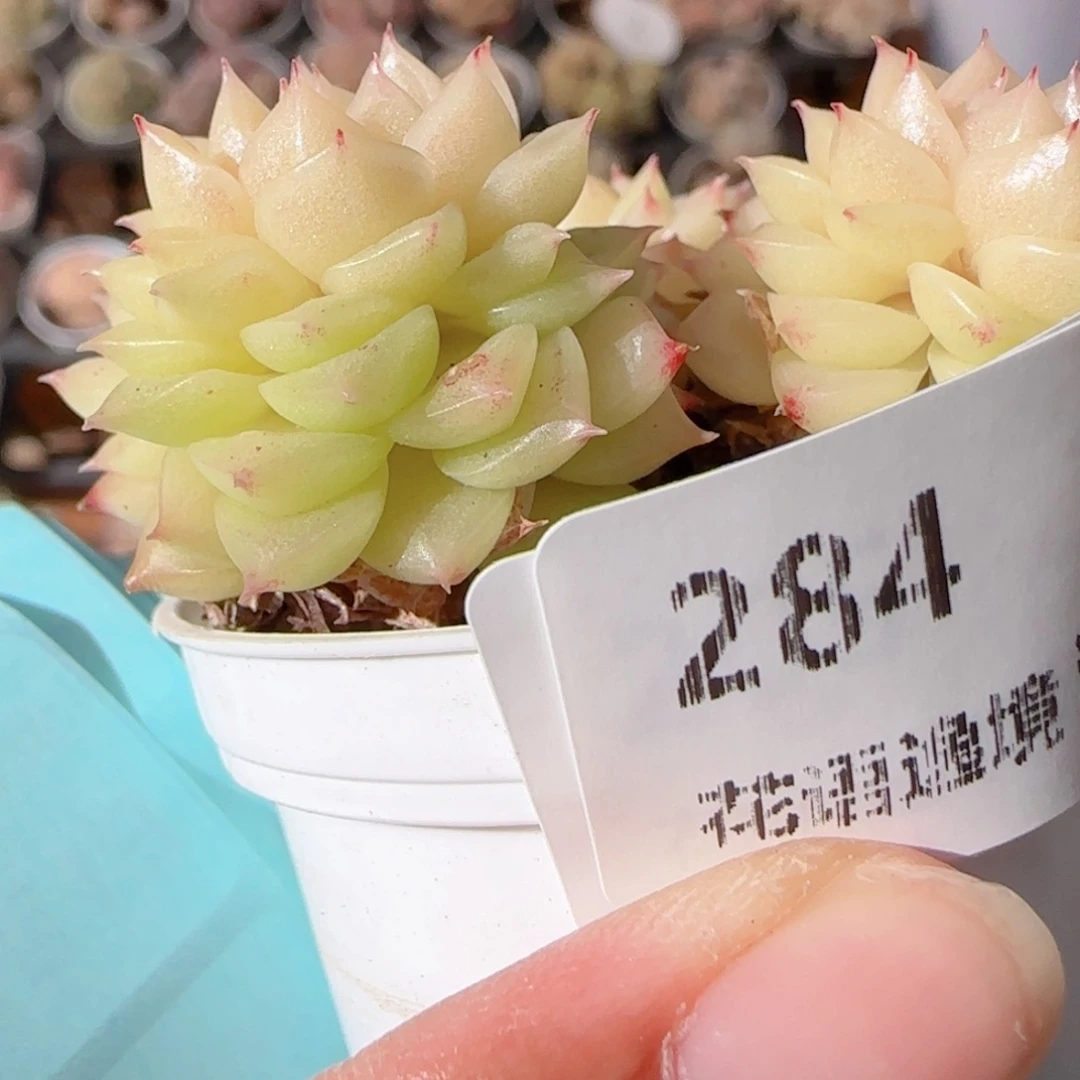 沐****花语多肉0104-284散
