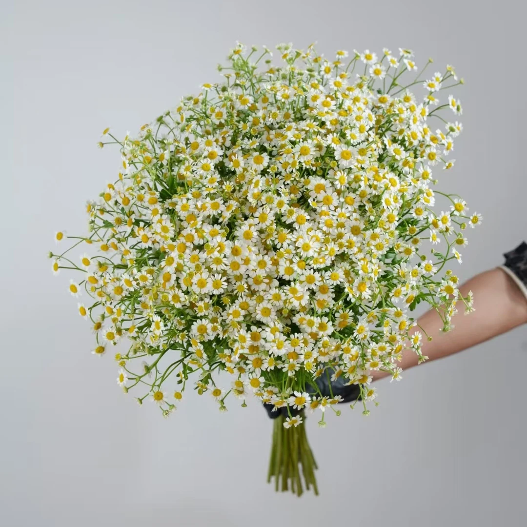 【洋甘菊】全场鲜花任意满两单升级冷链加配草三单送花瓶