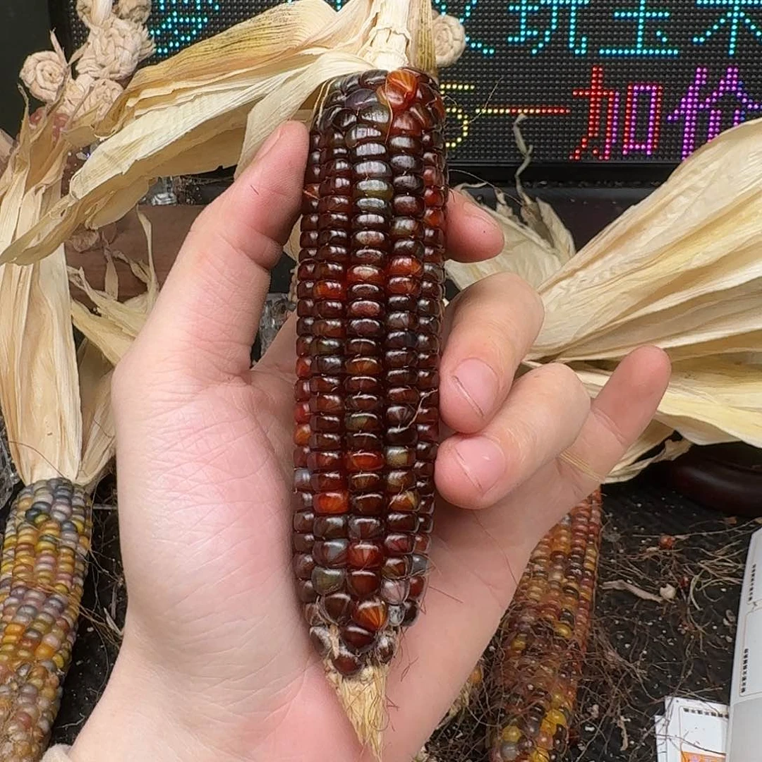 柏香籽/百香籽吊坠柚***檬