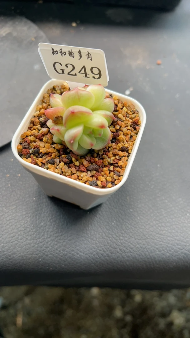 知和的多肉G249专拍链接