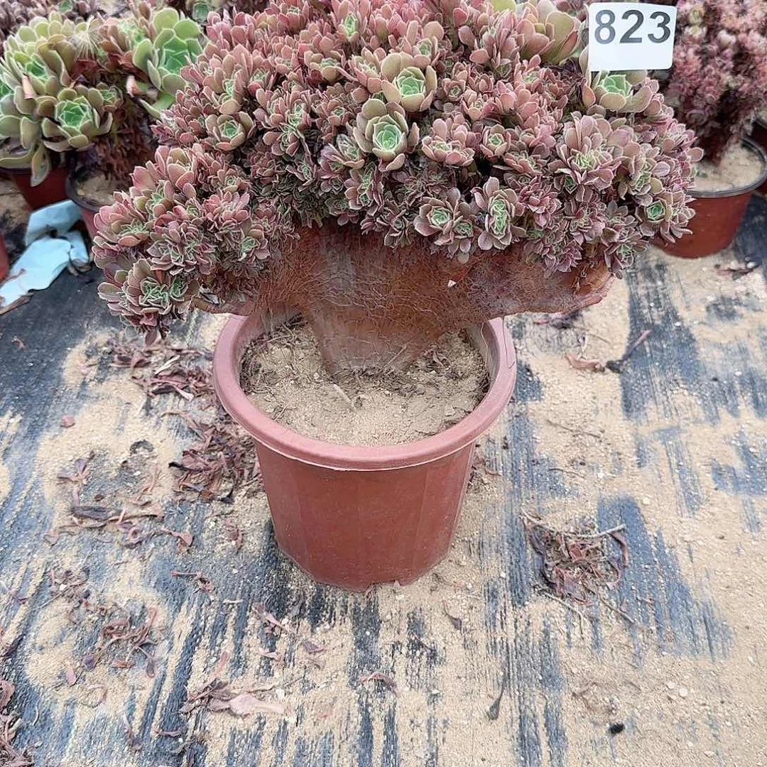 823玫瑰朵朵一颗呀呀