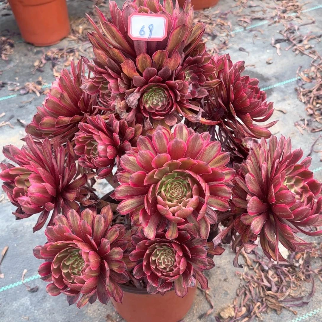 无花朵69紫牡丹多肉植物绿植