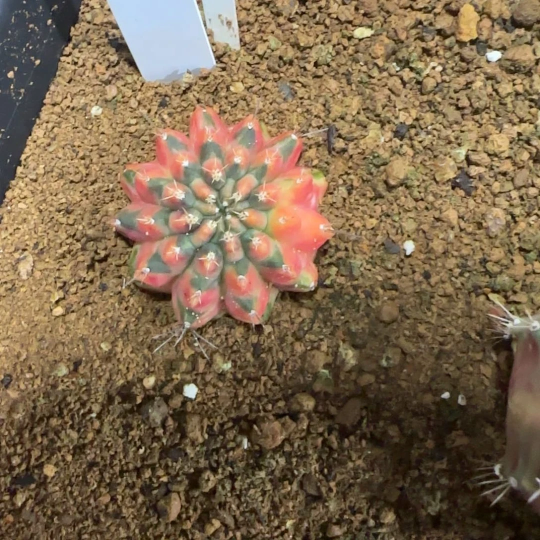 17-0114丝带泰国发货多肉