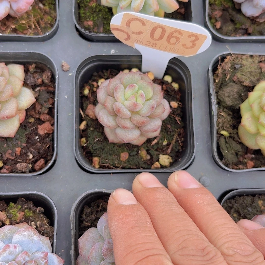 C063星星橙石化一物一拍